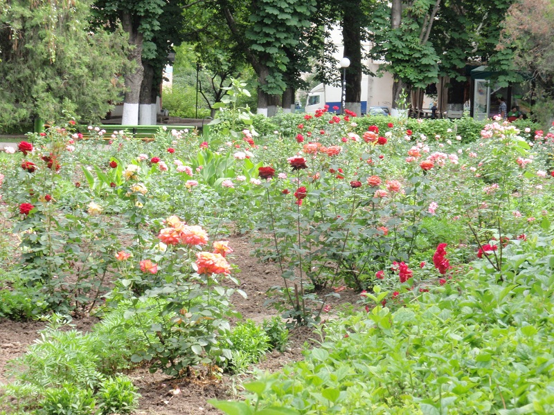 На всех клумбах Ильичевска цветут розы