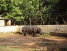 Zoo. Rhinoceros's skin is folded, creating the impression of armor.