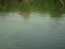 Who is spying under the water?