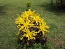 India is rich on beautiful and mysterious plants.
