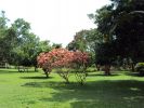 The temperature rises above 30. What can be better than shade of trees in Forest Park then?