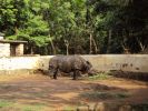 Зоопарк. У Носорога кожа сложена в складки, создавая впечатление, что на нем броня.